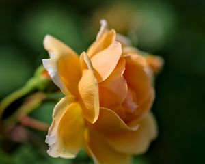 Preview wallpaper rose, petals, blur, macro, flower, shadows