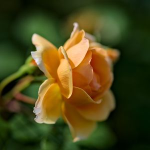 Preview wallpaper rose, petals, blur, macro, flower, shadows