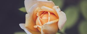 Preview wallpaper rose, petals, blur, flower
