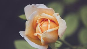 Preview wallpaper rose, petals, blur, flower