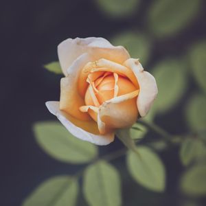 Preview wallpaper rose, petals, blur, flower