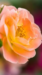 Preview wallpaper rose, petals, blur, macro, flower