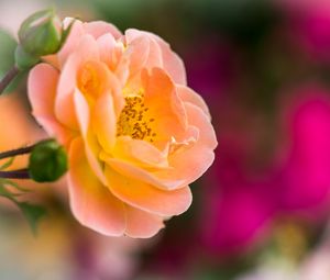 Preview wallpaper rose, petals, blur, macro, flower