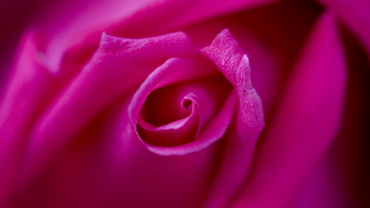 Wallpaper rose, petals, blur, bud