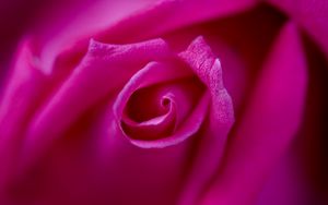 Preview wallpaper rose, petals, blur, bud