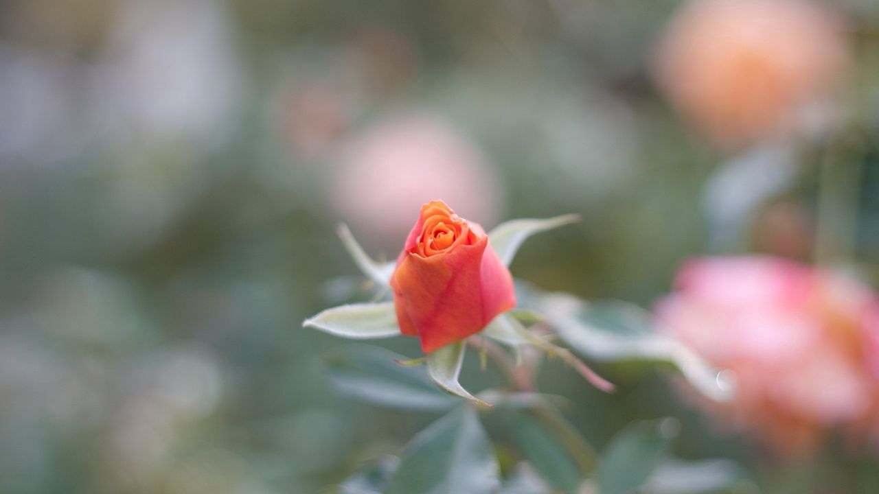 Wallpaper rose, petals, blurring