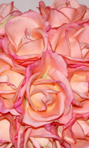 Preview wallpaper rose, petals, bouquet, glob, close-up