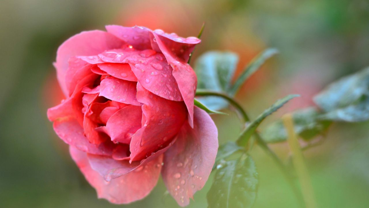 Wallpaper rose, petals, bud, drops