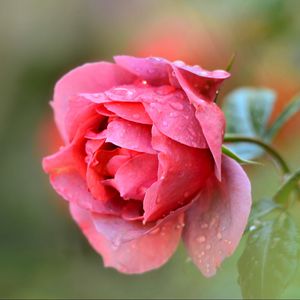 Preview wallpaper rose, petals, bud, drops