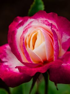 Preview wallpaper rose, petals, bud, flower, macro, plant