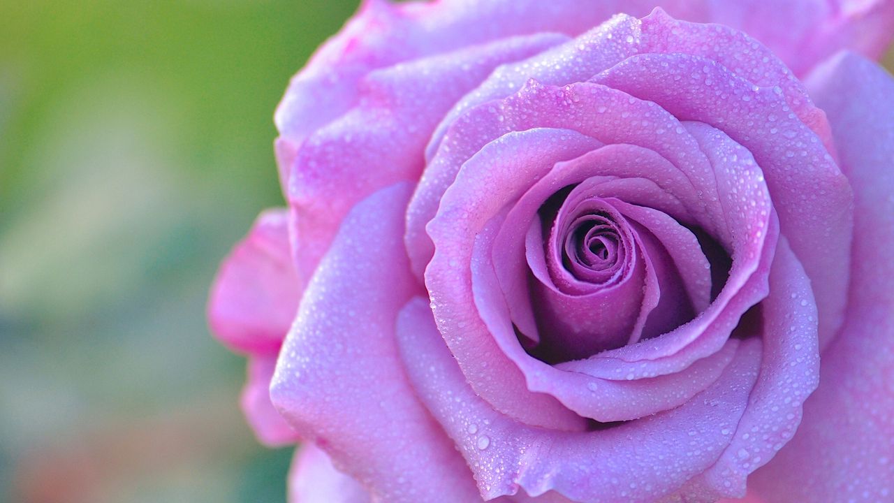 Wallpaper rose, petals, bud, close-up