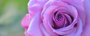 Preview wallpaper rose, petals, bud, close-up
