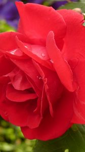 Preview wallpaper rose, petals, bud, drops