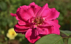 Preview wallpaper rose, petals, bud, flower