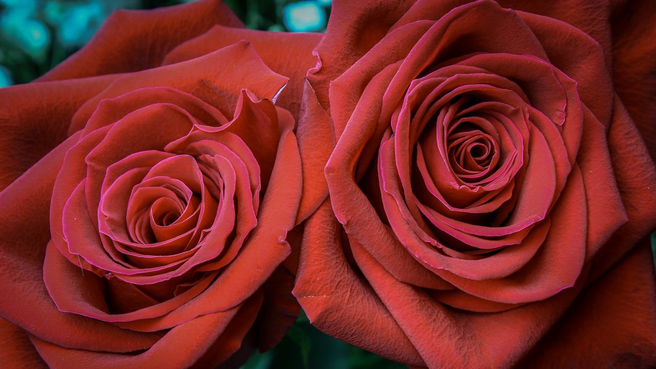Wallpaper rose, petals, bud, red
