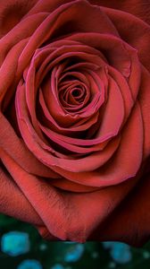 Preview wallpaper rose, petals, bud, red