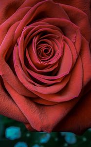 Preview wallpaper rose, petals, bud, red