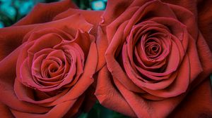 Preview wallpaper rose, petals, bud, red