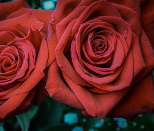 Preview wallpaper rose, petals, bud, red