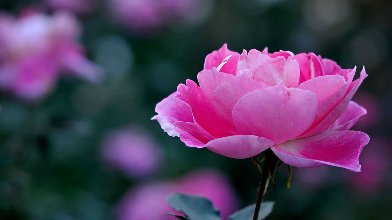 Wallpaper rose, petals, bud, flower, pink, blur