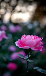 Preview wallpaper rose, petals, bud, flower, pink, blur