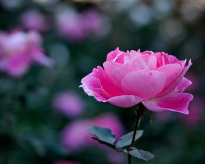 Preview wallpaper rose, petals, bud, flower, pink, blur