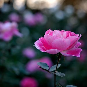 Preview wallpaper rose, petals, bud, flower, pink, blur