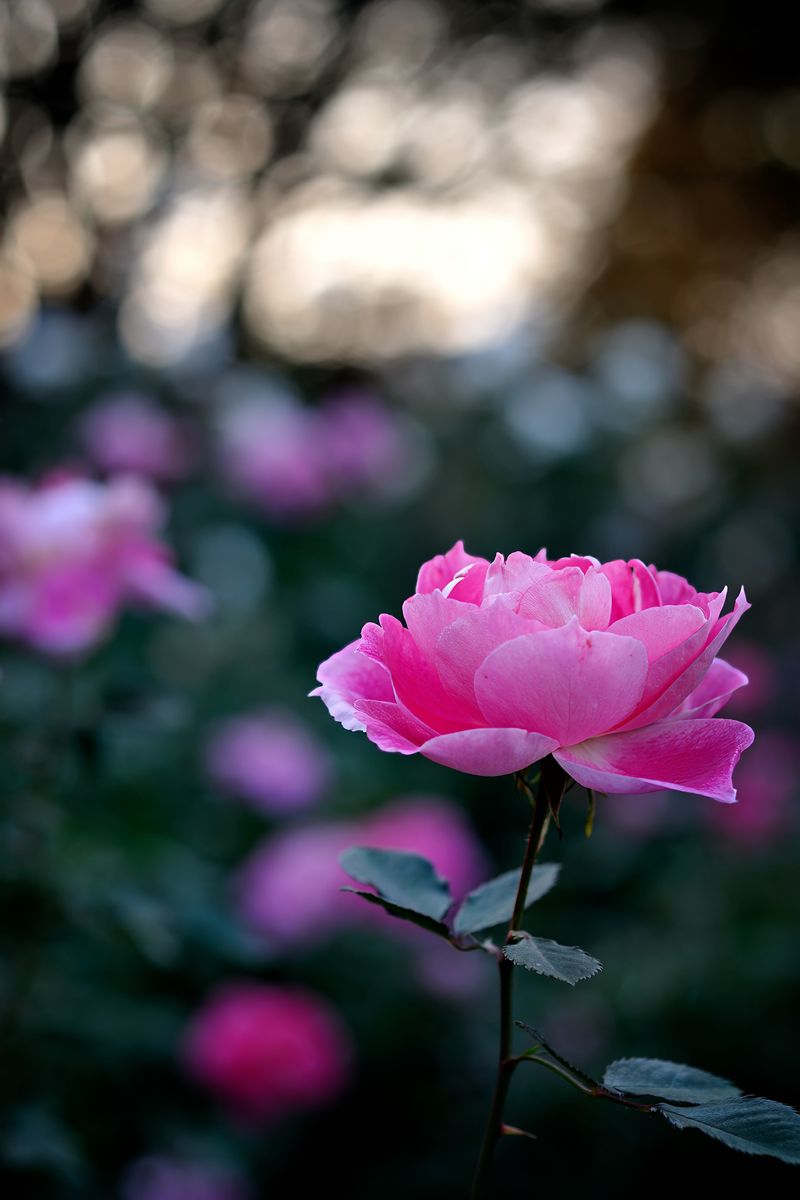 Download wallpaper 800x1200 rose, petals, bud, flower, pink, blur ...