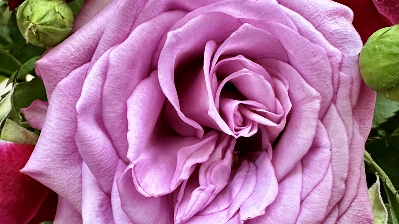 Wallpaper rose, petals, bud, macro, leaves