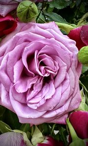 Preview wallpaper rose, petals, bud, macro, leaves