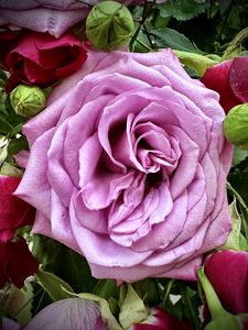 Preview wallpaper rose, petals, bud, macro, leaves