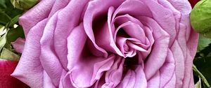 Preview wallpaper rose, petals, bud, macro, leaves