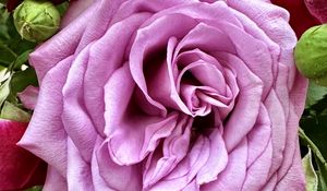 Preview wallpaper rose, petals, bud, macro, leaves