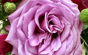 Preview wallpaper rose, petals, bud, macro, leaves