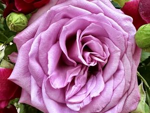 Preview wallpaper rose, petals, bud, macro, leaves
