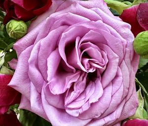 Preview wallpaper rose, petals, bud, macro, leaves