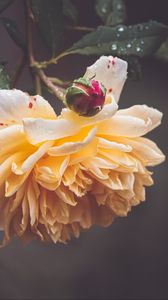 Preview wallpaper rose, petals, bud, flowers, macro