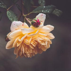 Preview wallpaper rose, petals, bud, flowers, macro