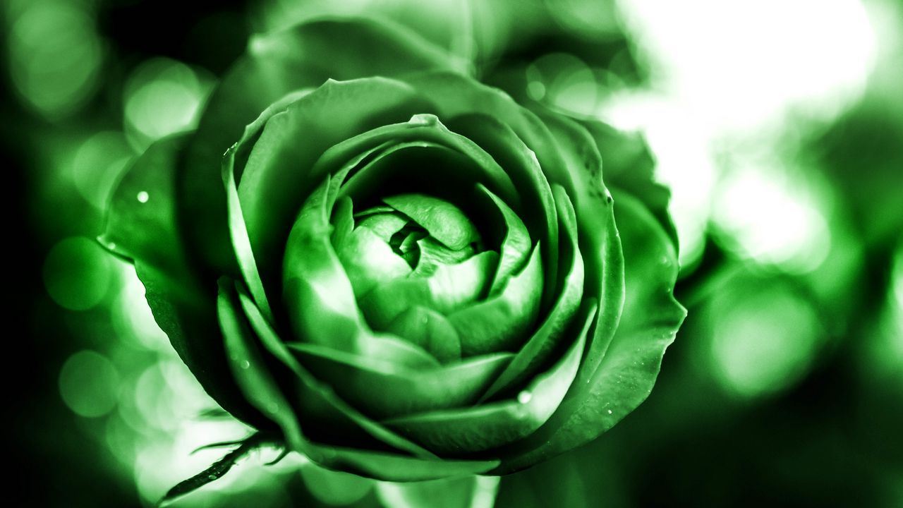 Wallpaper rose, petals, bud, flower, green