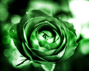 Preview wallpaper rose, petals, bud, flower, green