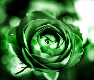 Preview wallpaper rose, petals, bud, flower, green