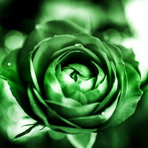 Preview wallpaper rose, petals, bud, flower, green