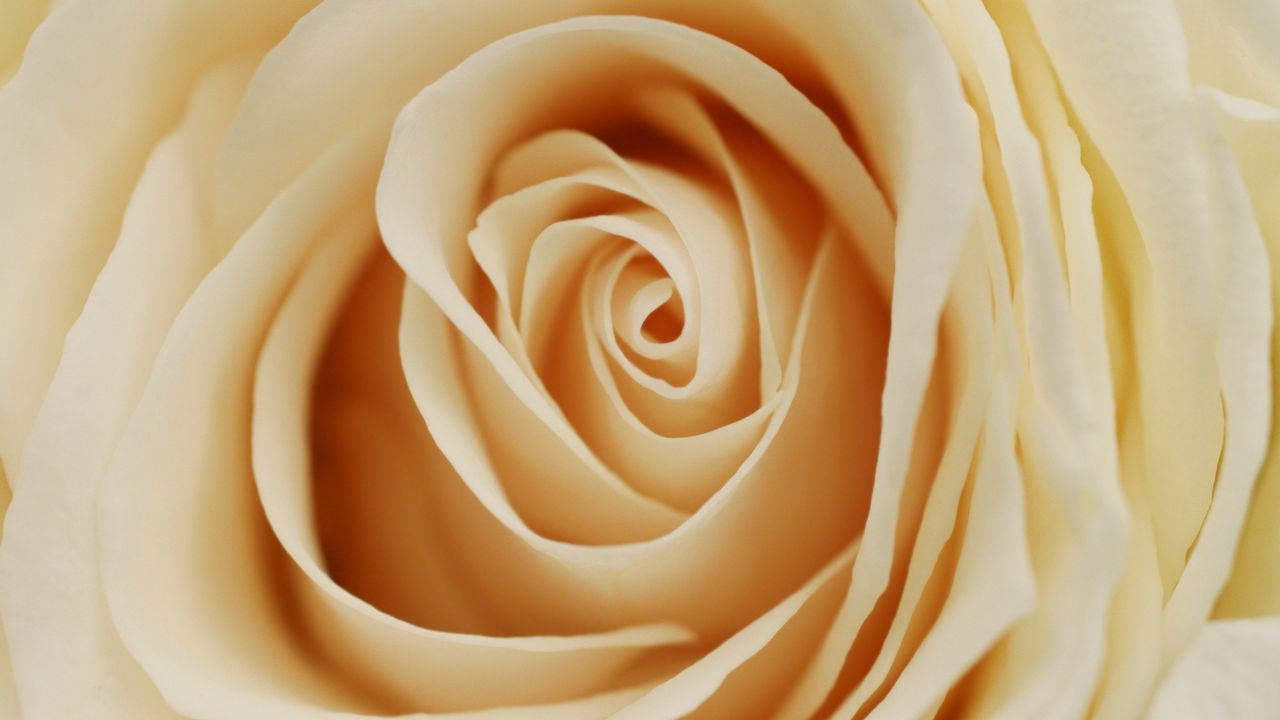 Wallpaper rose, petals, bud, light, milky color