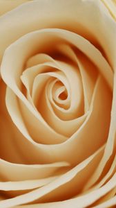 Preview wallpaper rose, petals, bud, light, milky color