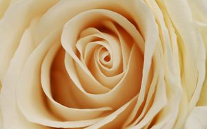 Preview wallpaper rose, petals, bud, light, milky color