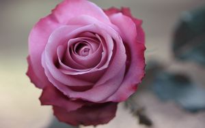 Preview wallpaper rose, petals, bud, bright