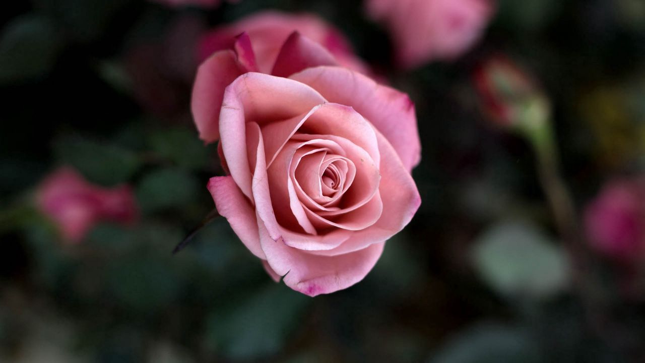 Wallpaper rose, petals, bud, pink