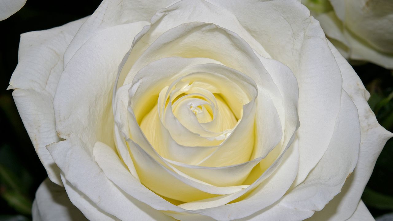 Wallpaper rose, petals, close-up