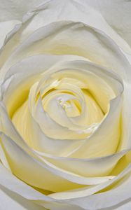Preview wallpaper rose, petals, close-up