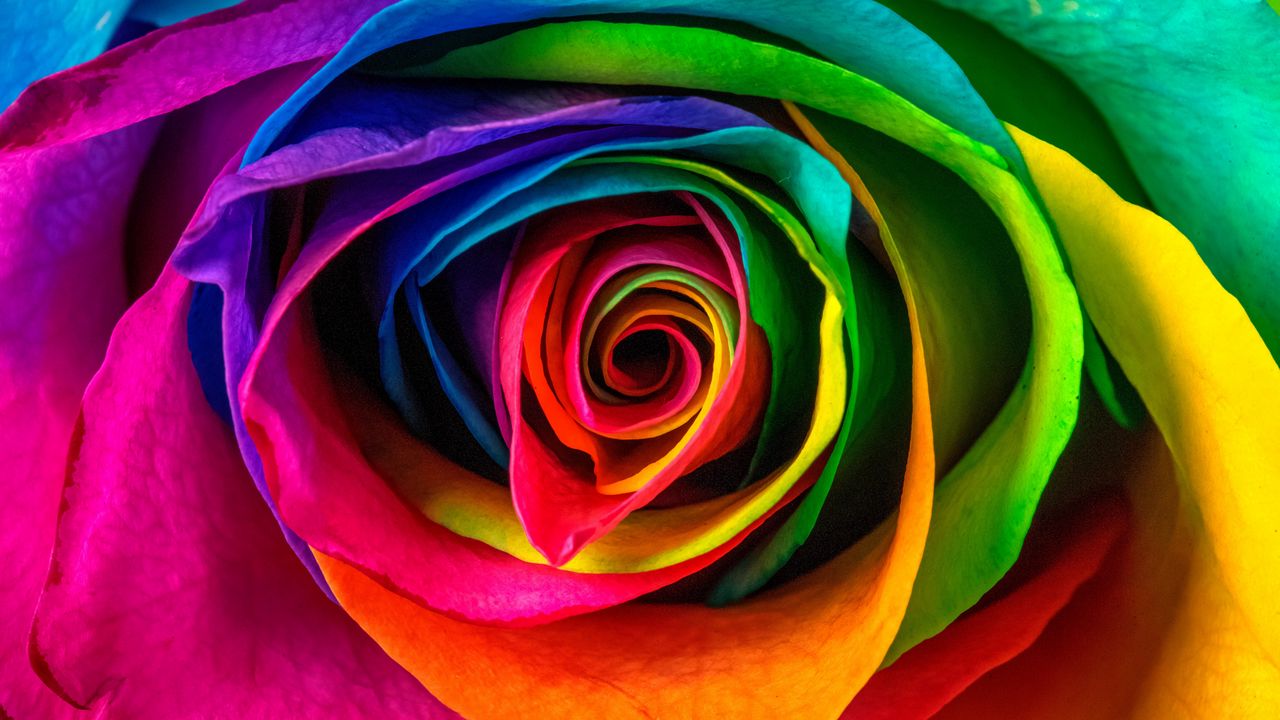 Wallpaper rose, petals, colorful, flower